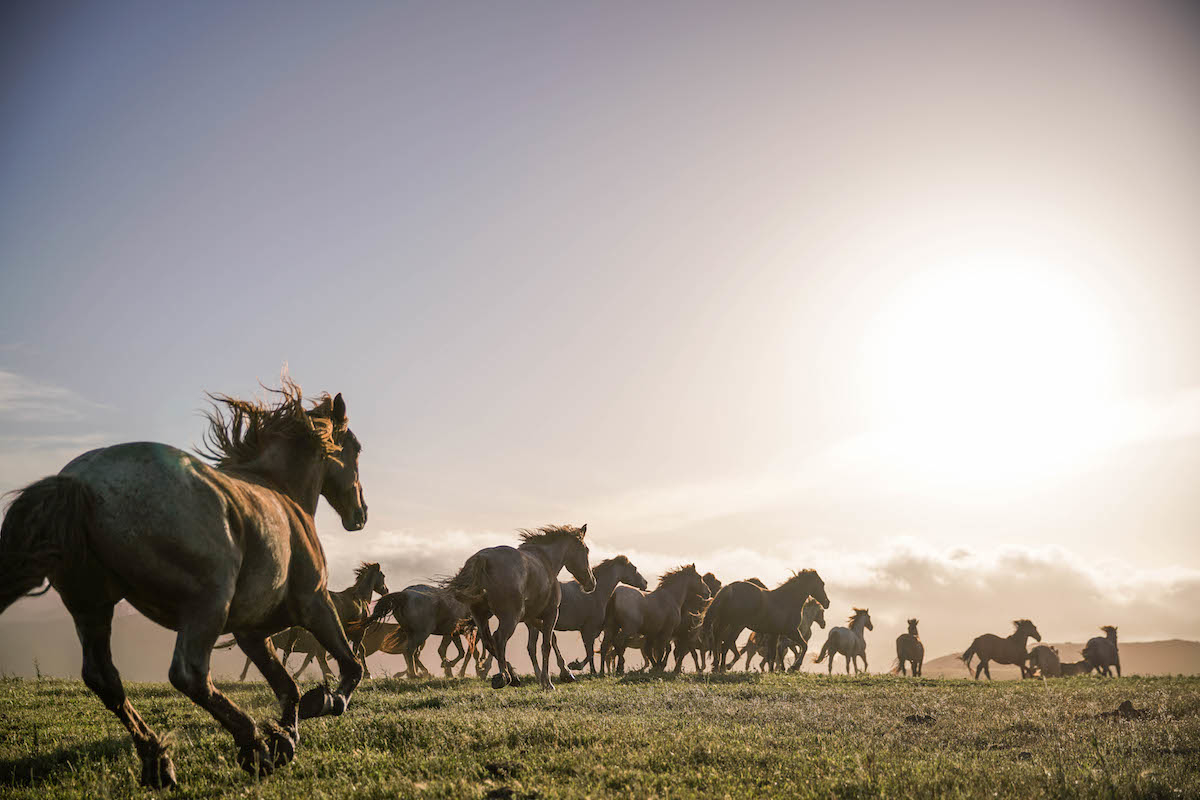 Help RTFs American Wild Horse Sanctuary!