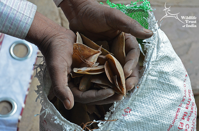 Save Pangolins from the Illegal Wildlife Trade