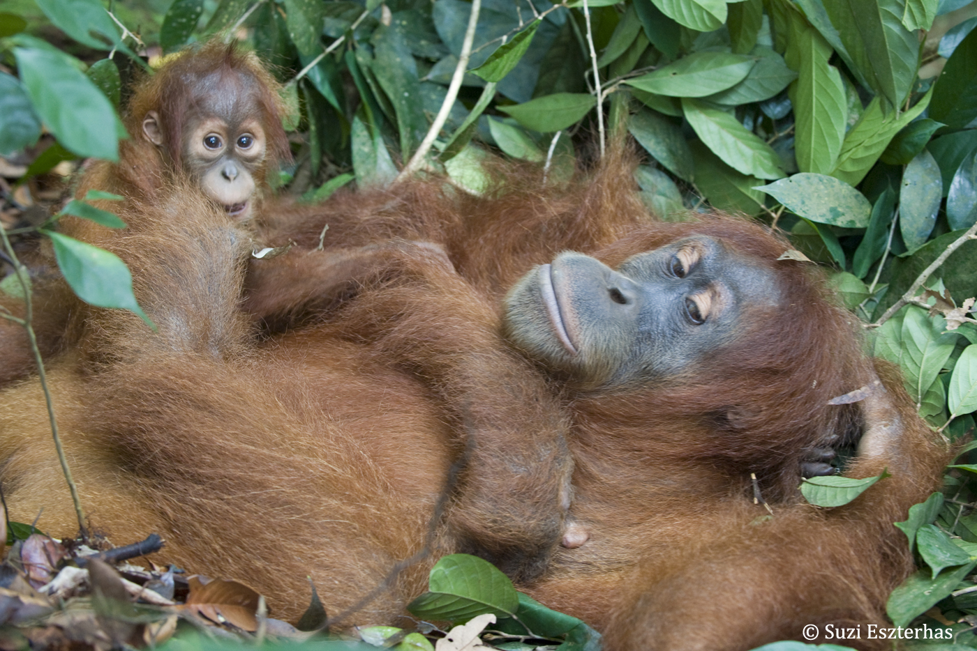 Releasing Orangutans Back into the Wild
