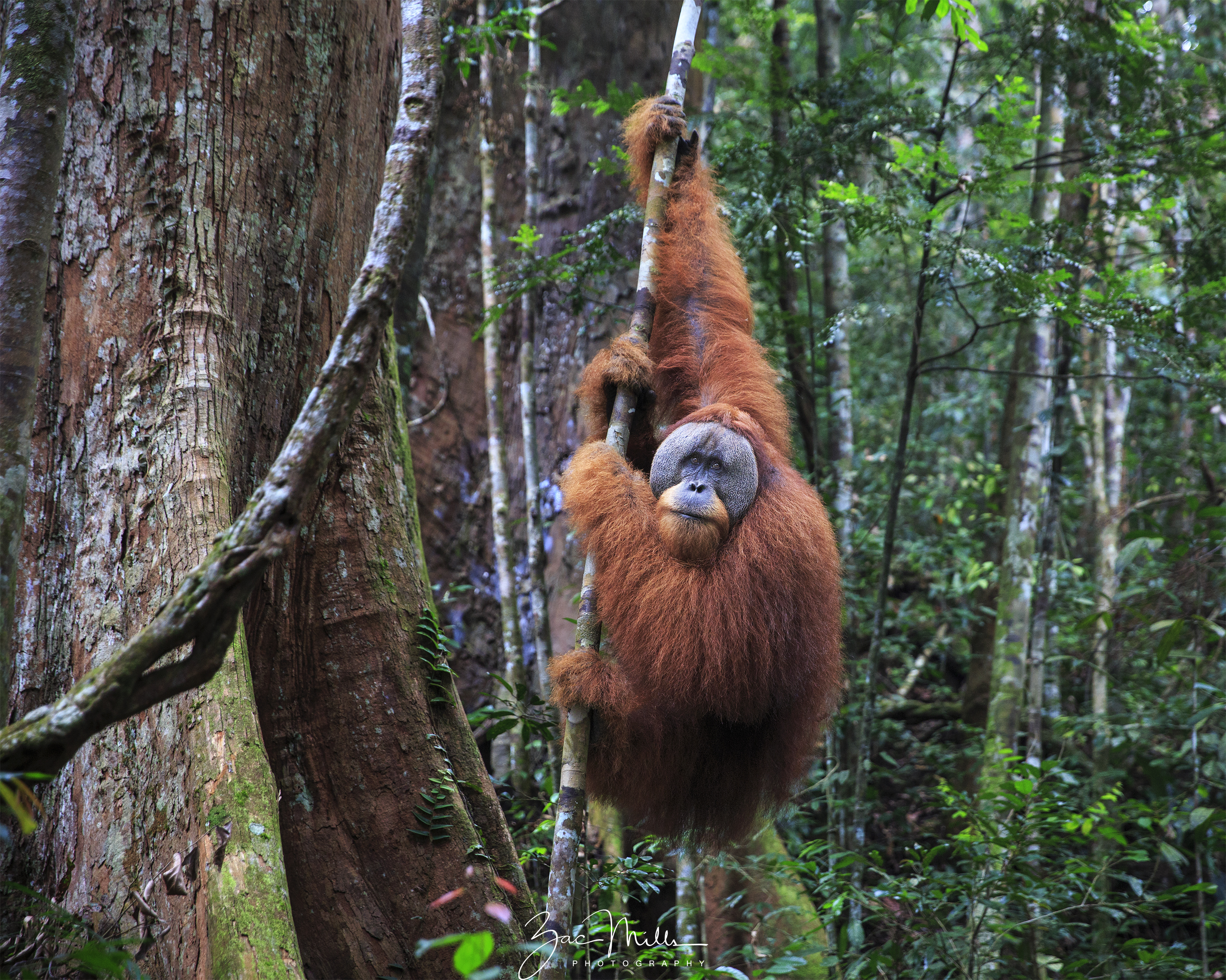 Protecting Rainforests for Wild Orangutans