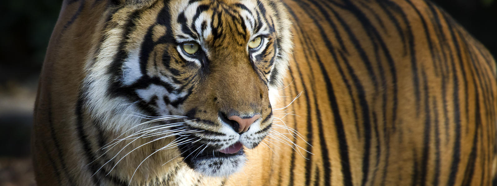 Project C.A.T.+WWF: Double the Number of Tigers