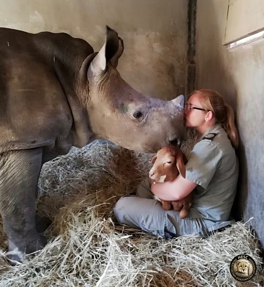 Esme, the Rescued Rhino at HESC