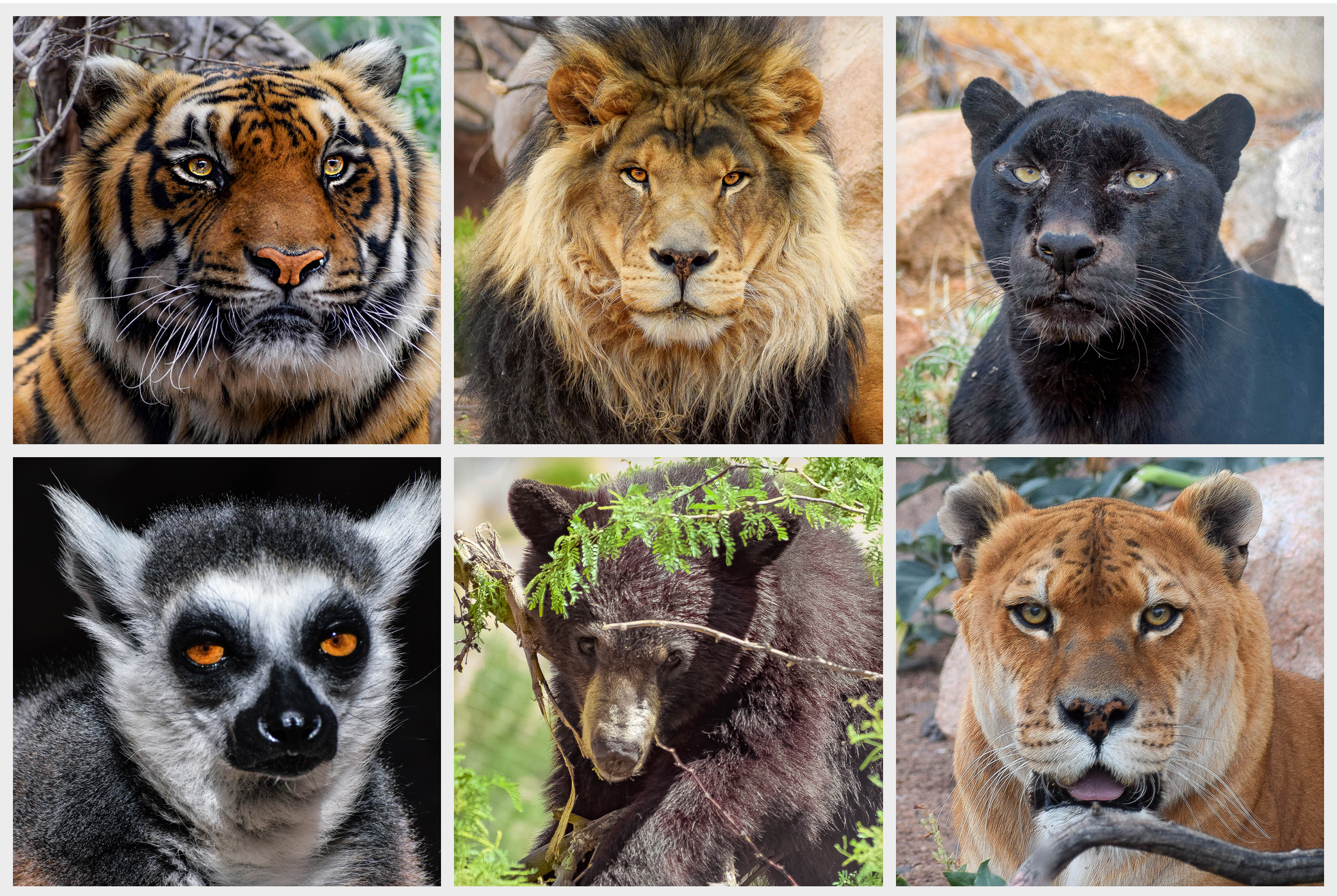 Help Feed Rescued Exotic & Wild Animals in Arizona