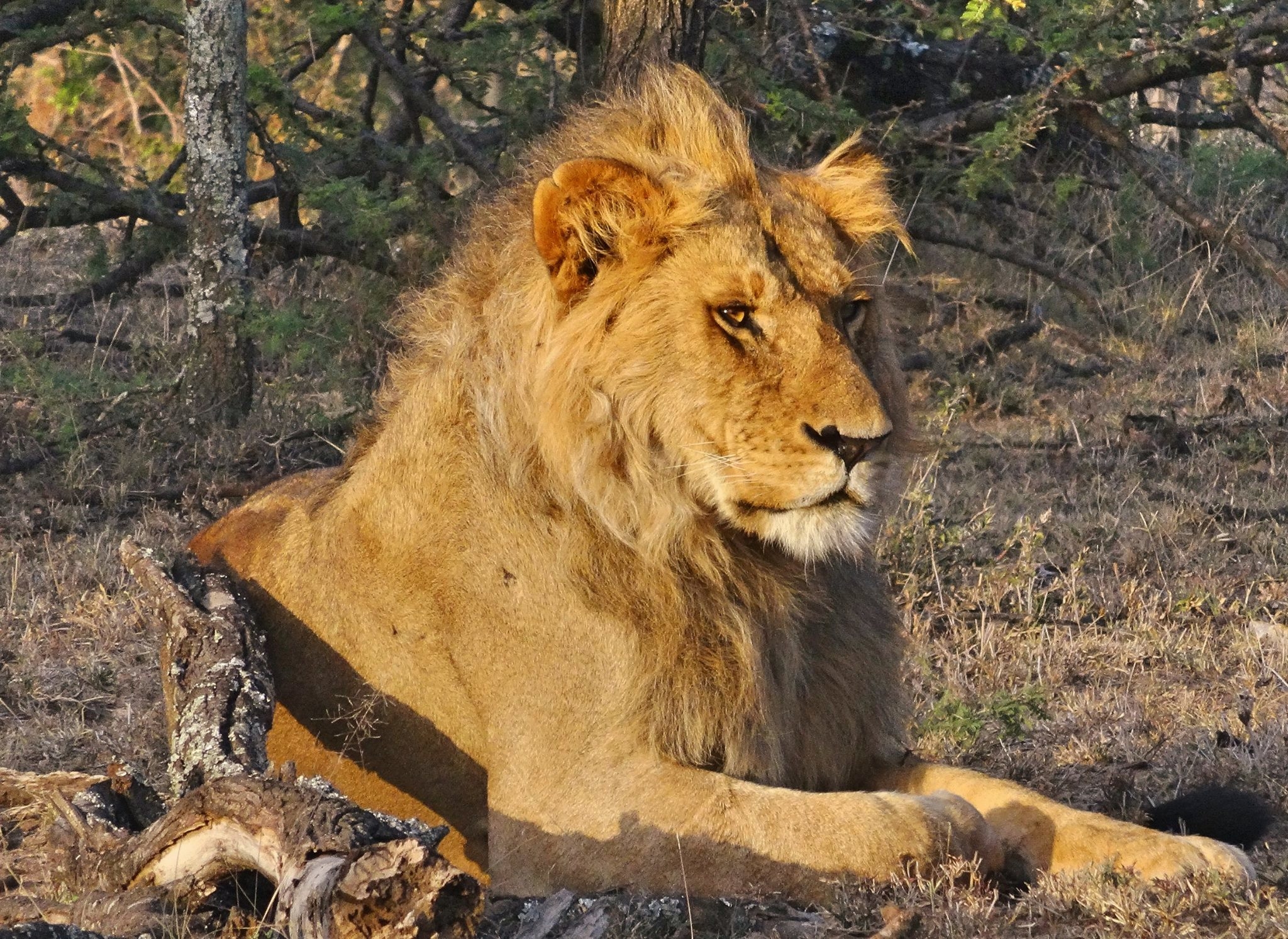 Support Maasai Mara Big Cat Wildlife Research