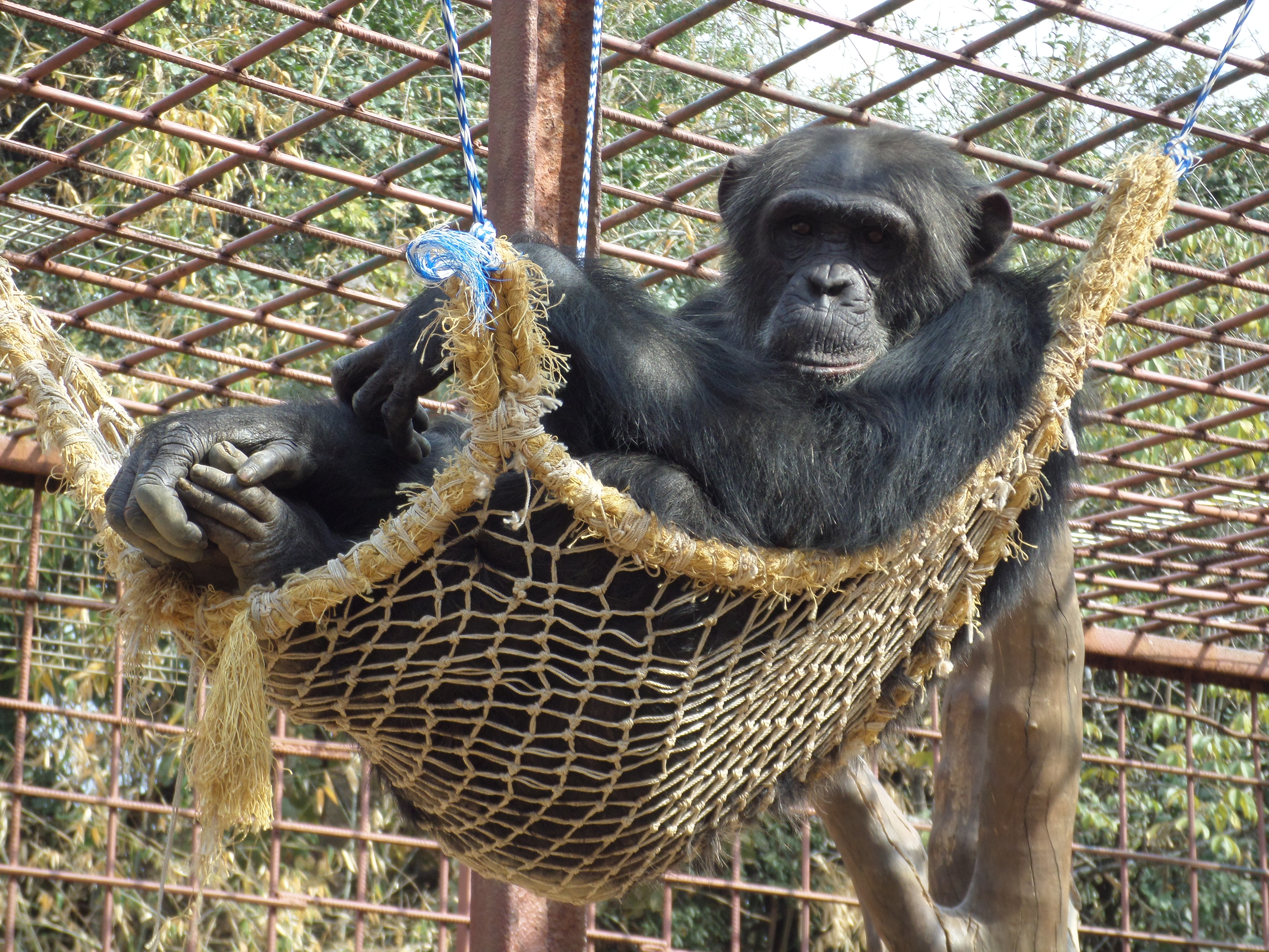 Protecting the Escape Artists at Chimfunshi