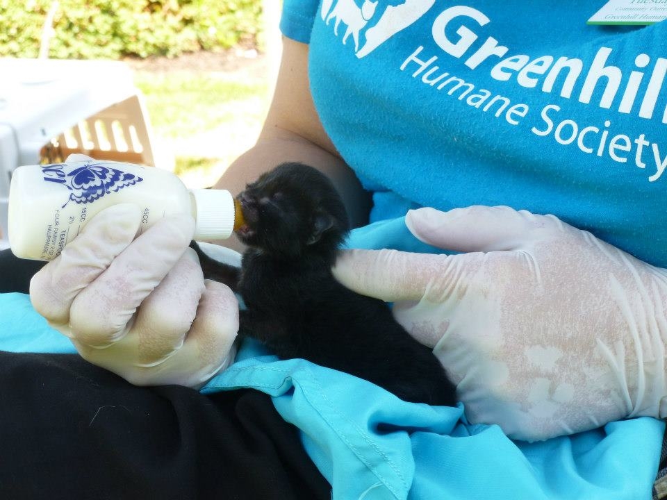 Save the Lives of Homeless Animals in Oregon