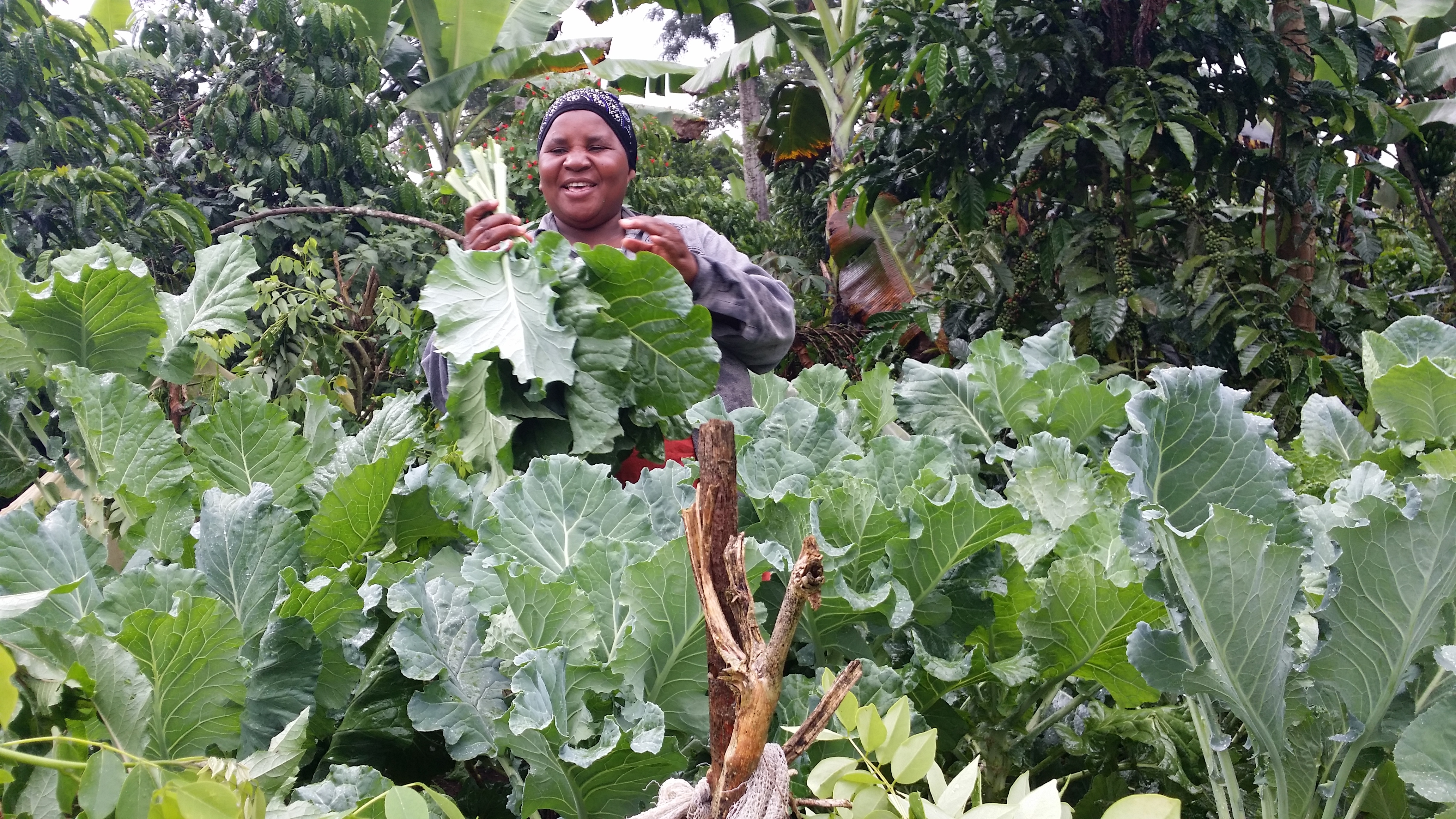 Establish Kitchen gardens for 500 Ugandan families