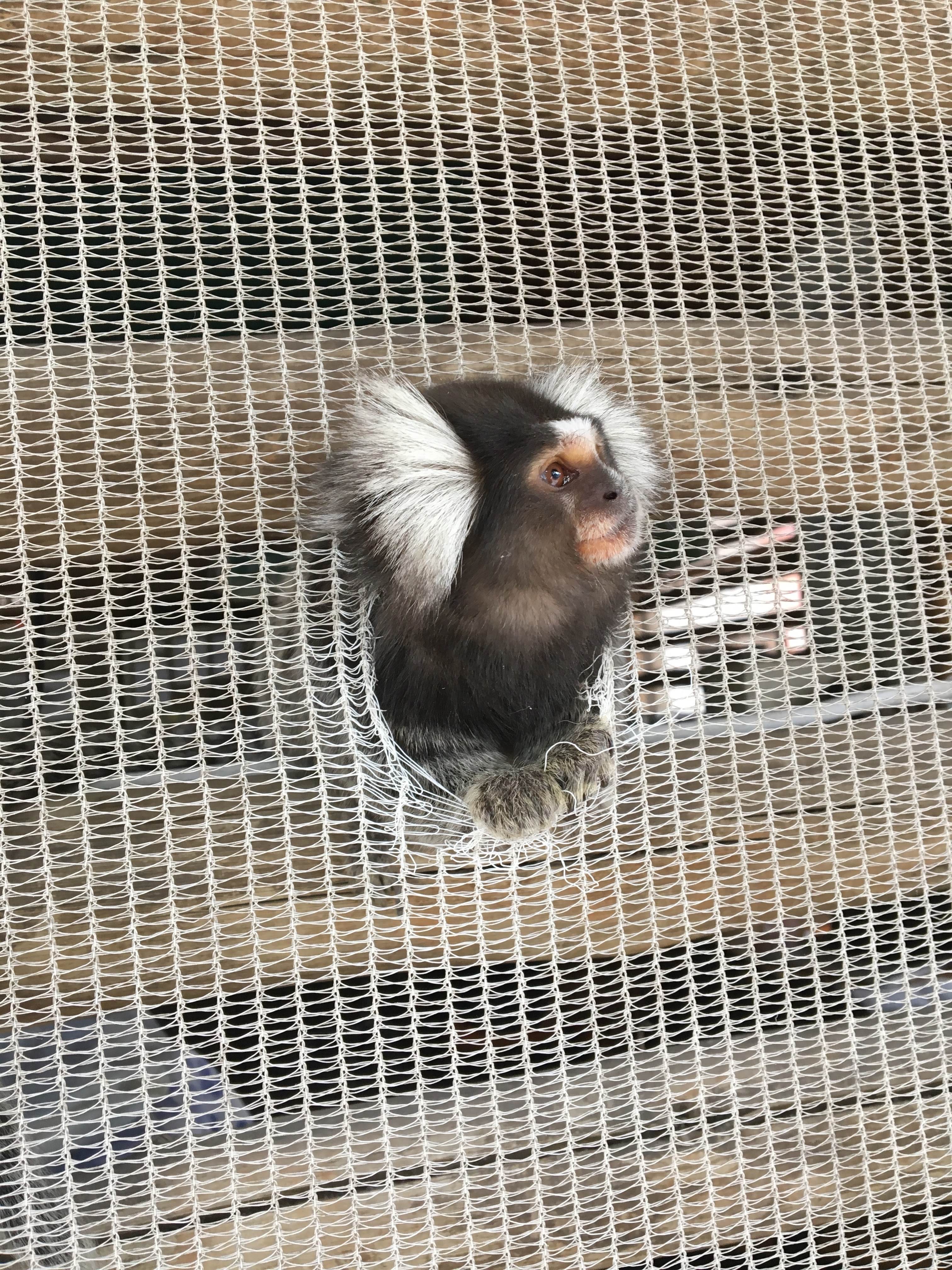 Thor the marmoset