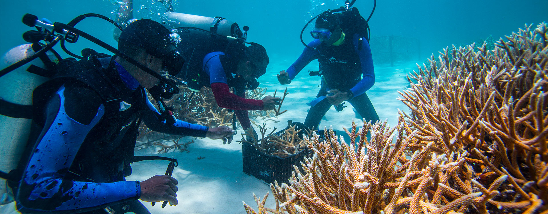 Corals for Climate: Restoring Resilient Reefs