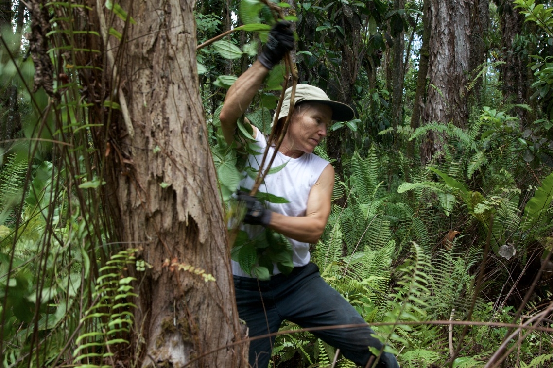 Restore & Protect Hawaii's Native Lowland Forest