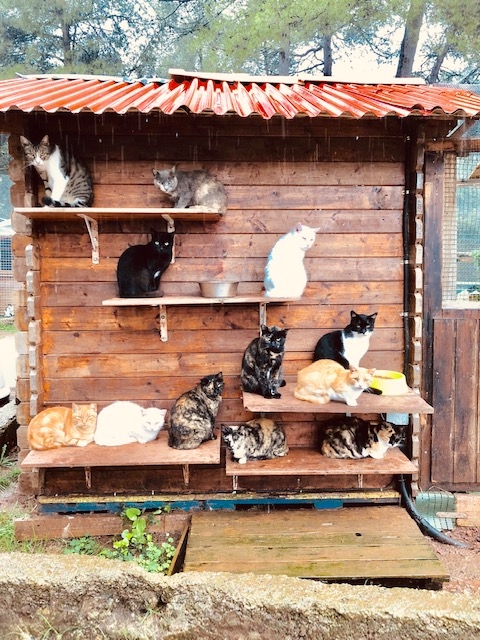 Support No Kill Cat Sanctuary