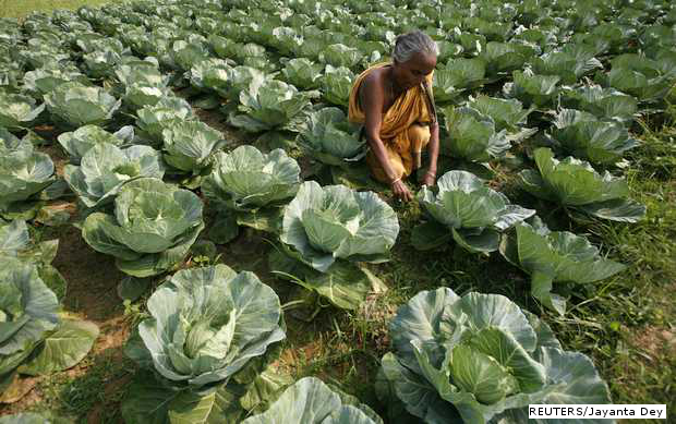 Organic food is safe for health awareness