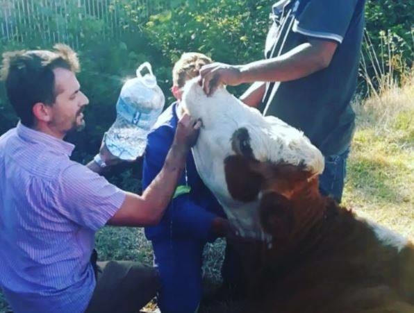 CAPE TOWN DROUGHT RELIEF FOR THOUSANDS OF ANIMALS