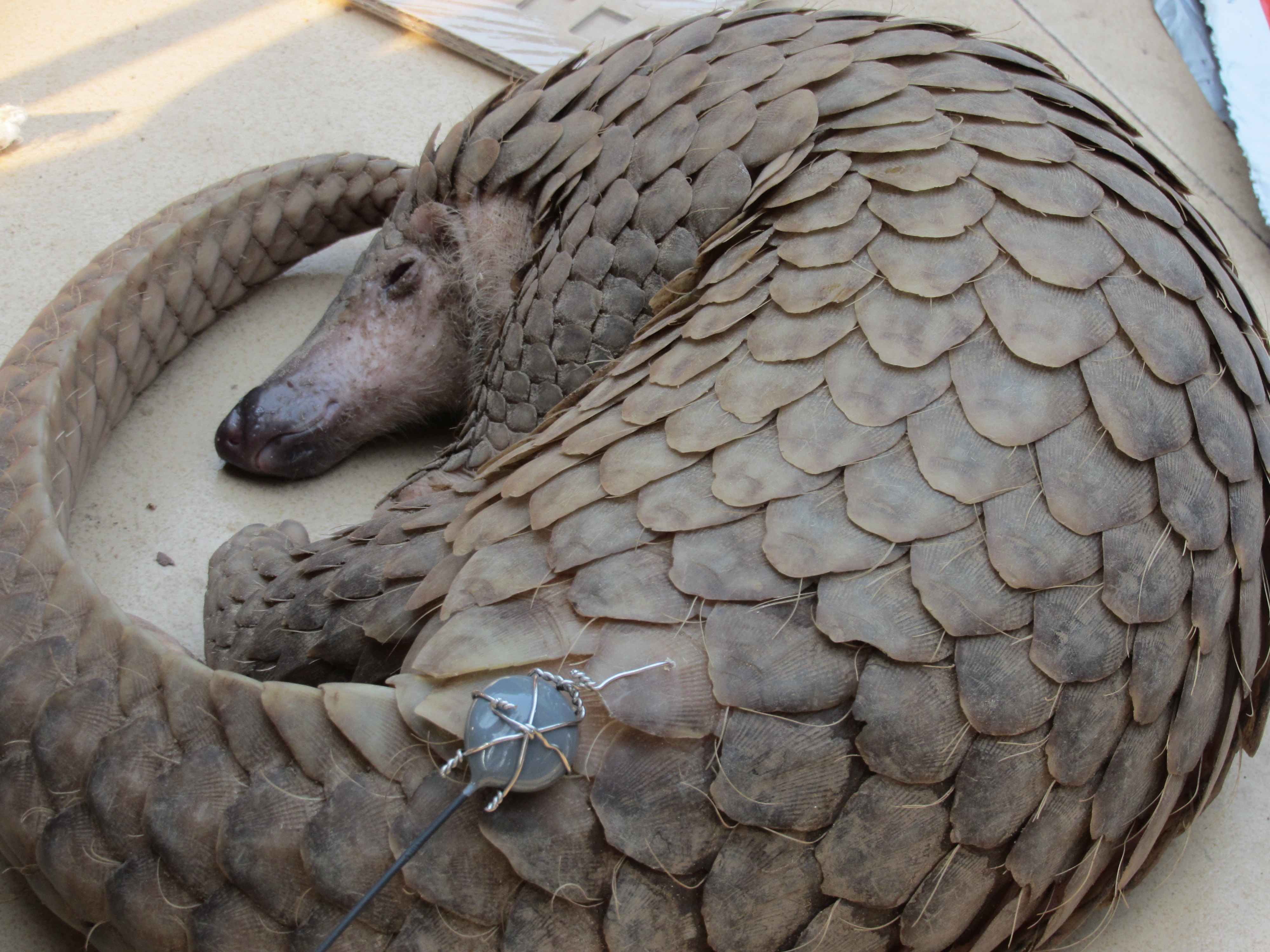 Radio collars for released wildlife in Cambodia
