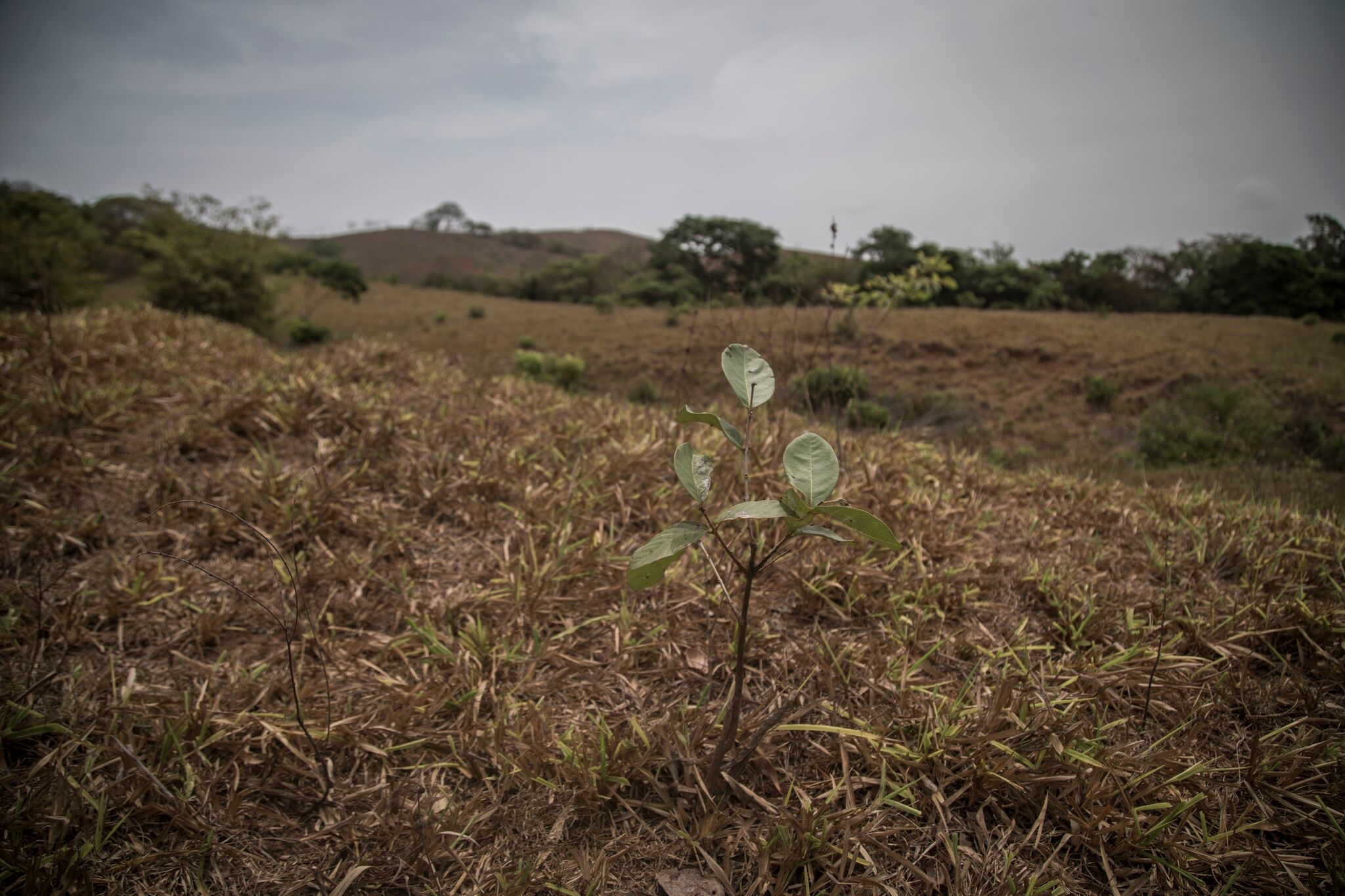 Support Riparian Reforestation with Azuero Farmers