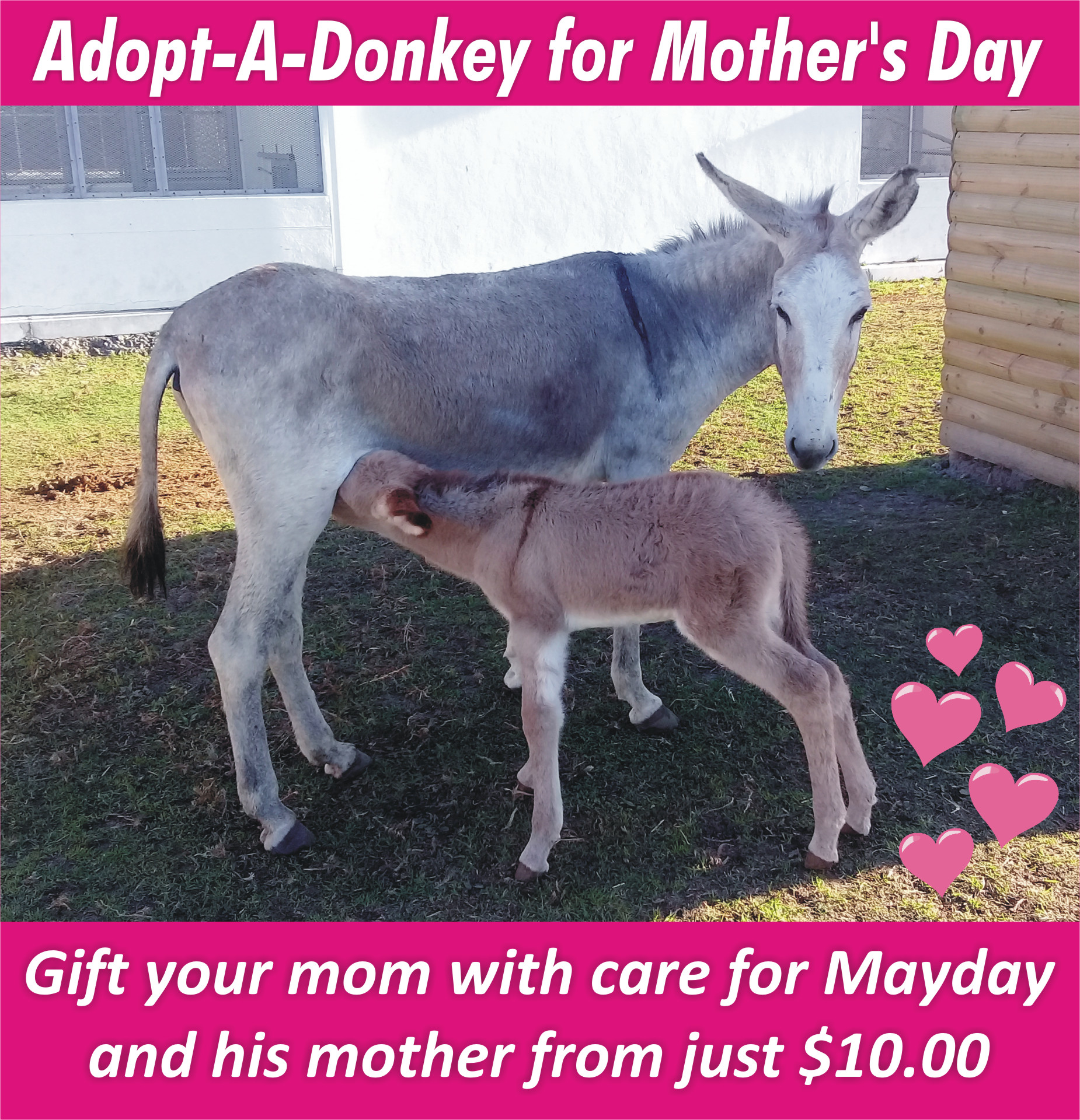 Save a life and Adopt a Donkey in Cape Town