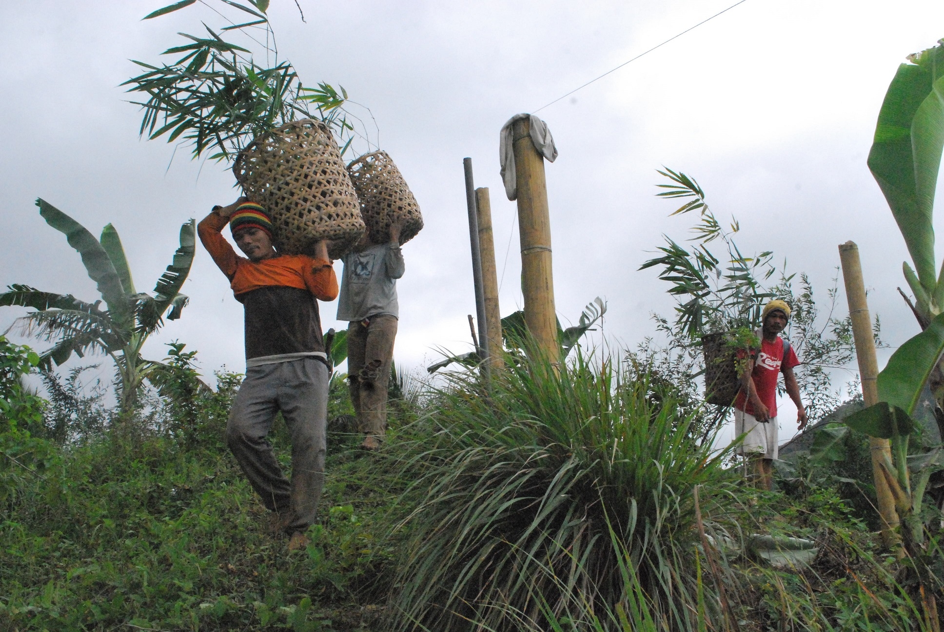 Tree Planting to Improve Biodiversity in Misamis
