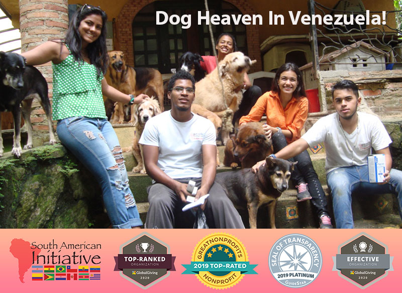 Save 125 Dogs Lives: Shelter, Food & Vet Care