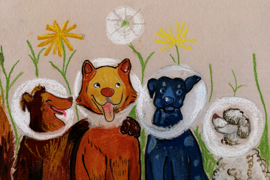 Spay/Neuter 700 homeless dogs in Tabio, Colombia