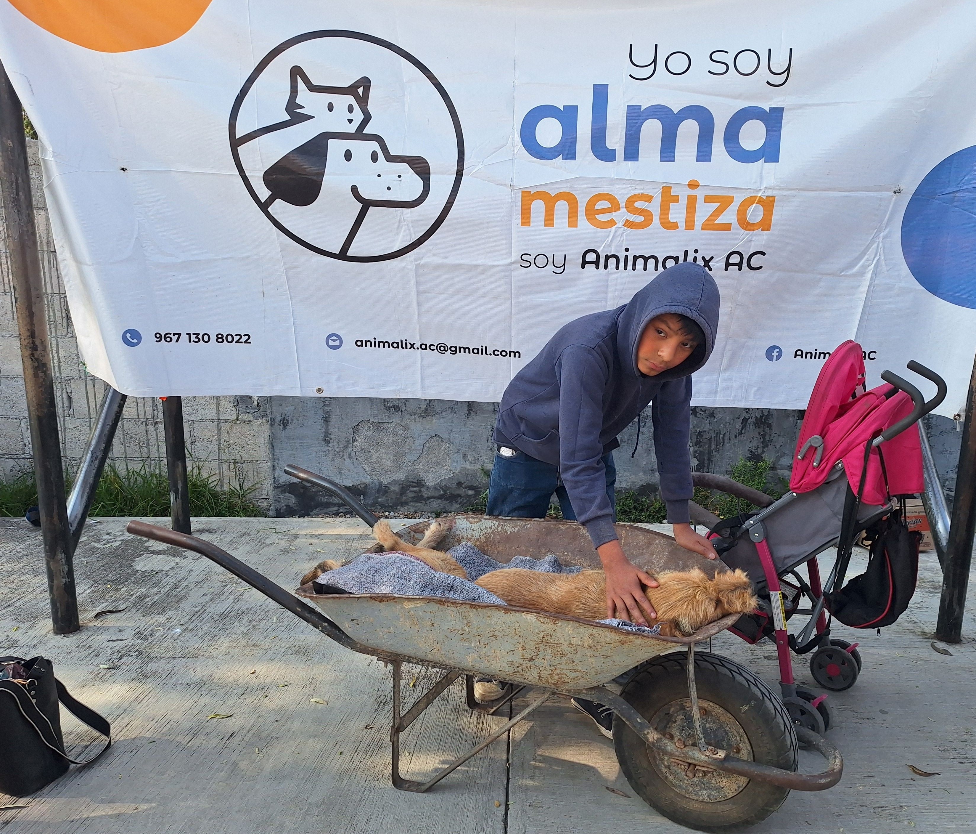 Help stop animal suffering in Chiapas, Mexico