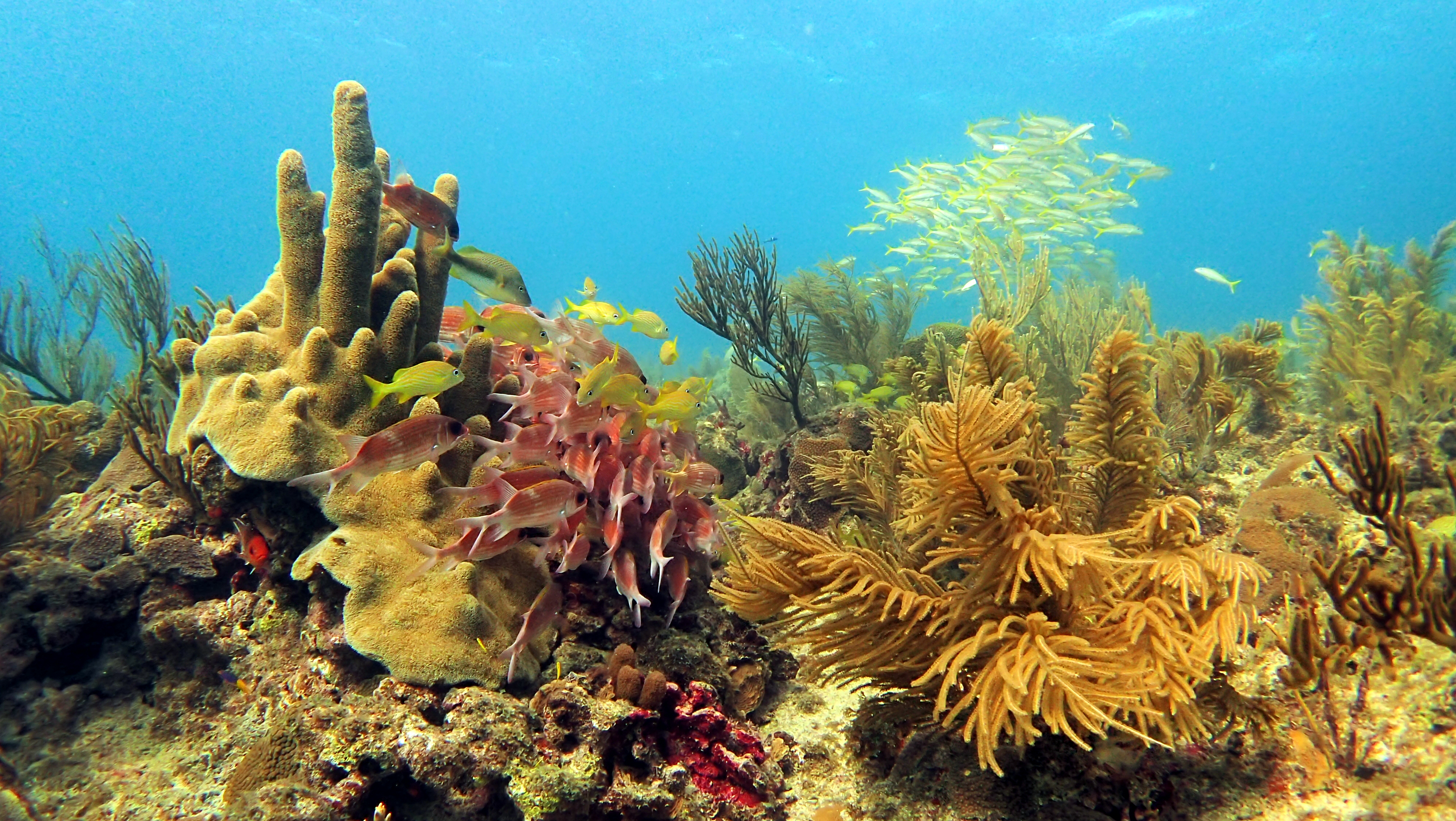 Survey the health of corals & people in San Andres