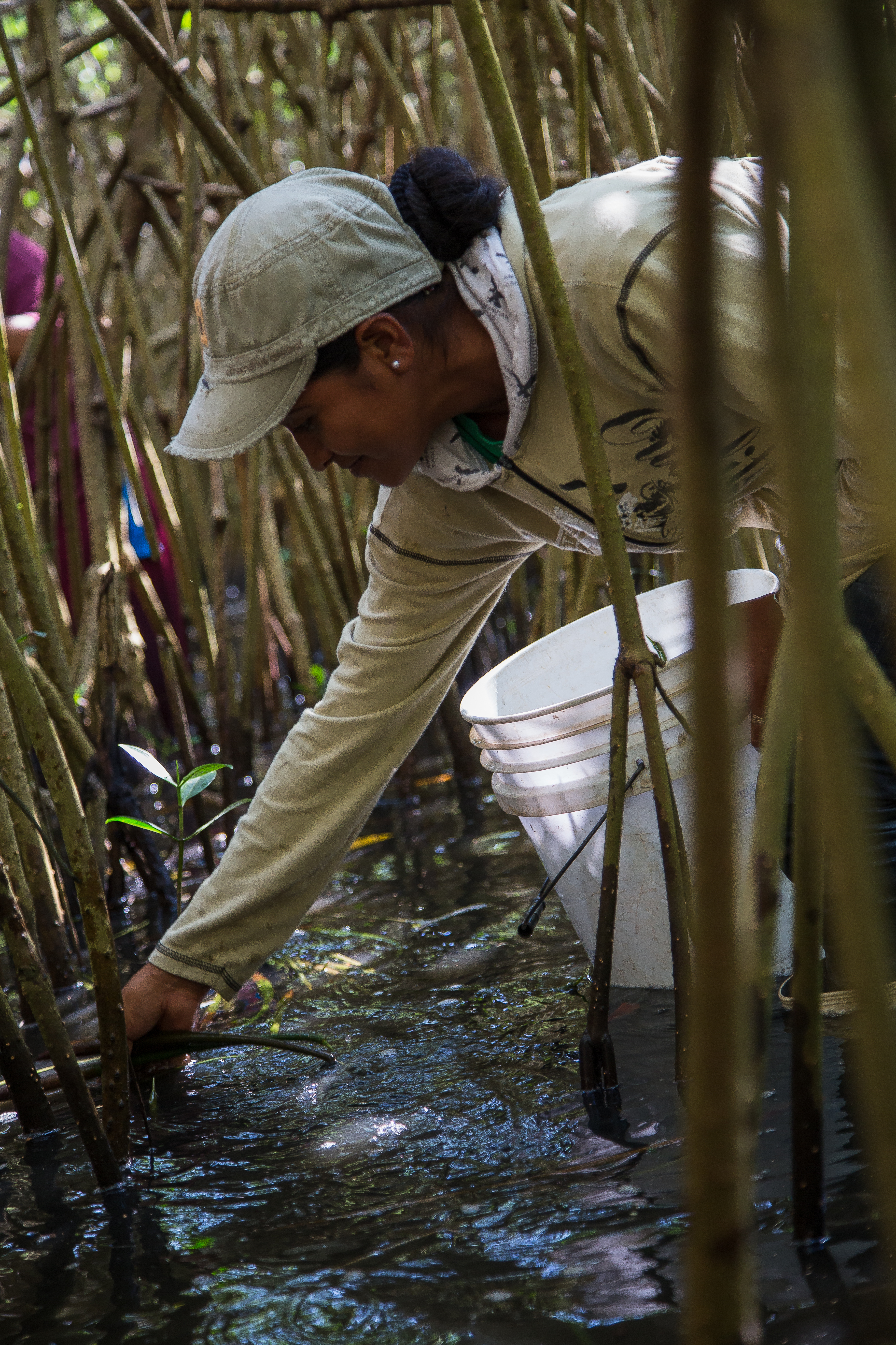 Help a community in Mexico plant 50,000 mangroves
