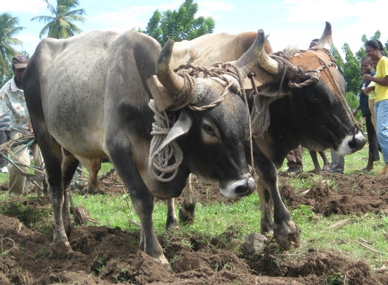 Donate an Ox: Help Improve Crop Productivity