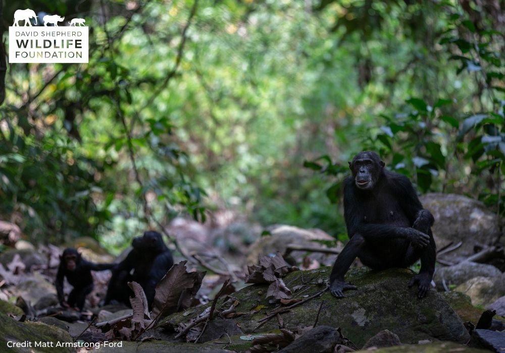 Protecting Chimpanzees