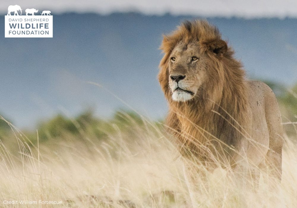 Protecting Lions in Uganda