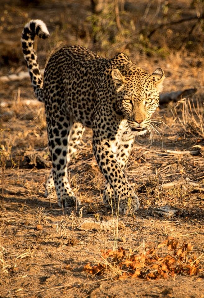 The Forgotten Kingdom-Help Protect Elusive Species