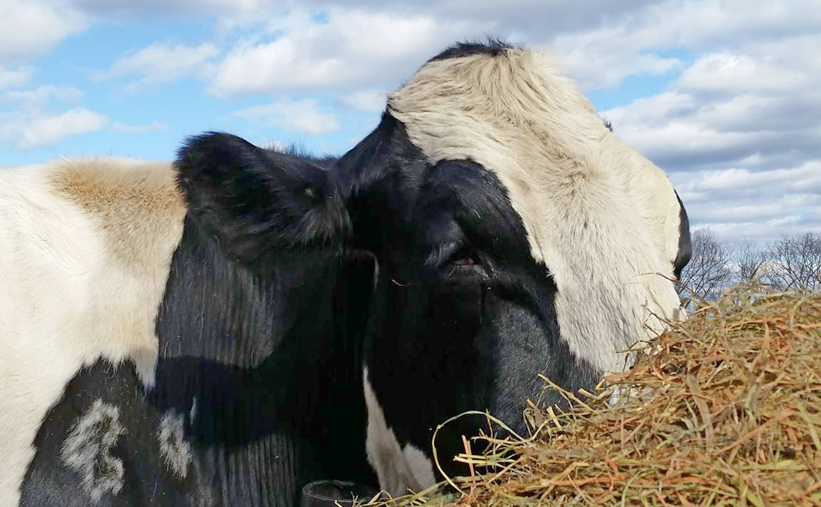 Feed the Change for Farmed Animals