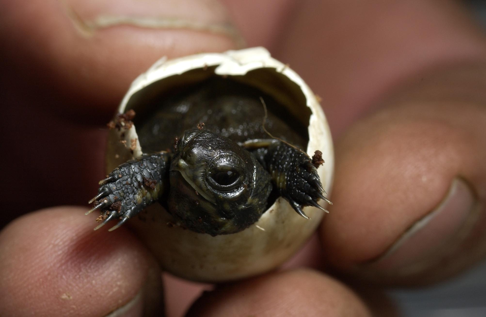 Saving Endangered Turtles in the Pacific Northwest