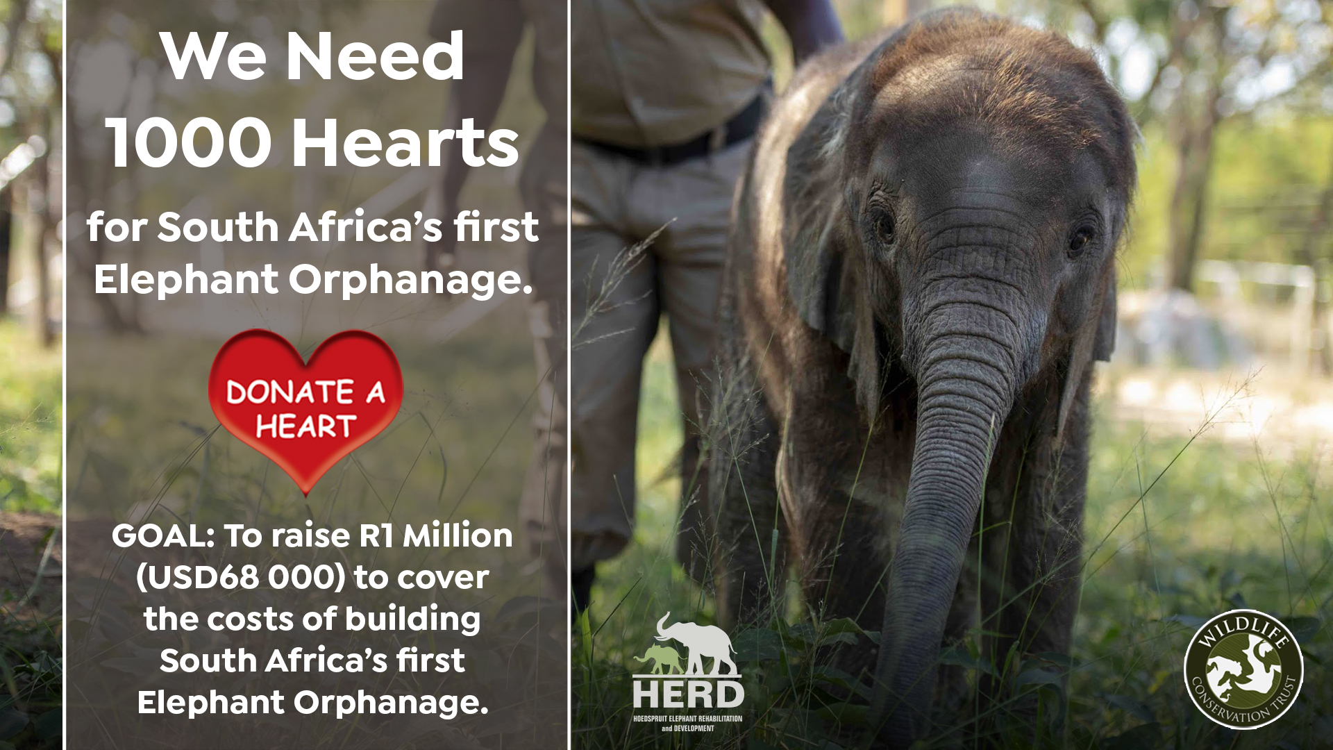 1000 Hearts for SA's first Elephant Orphanage
