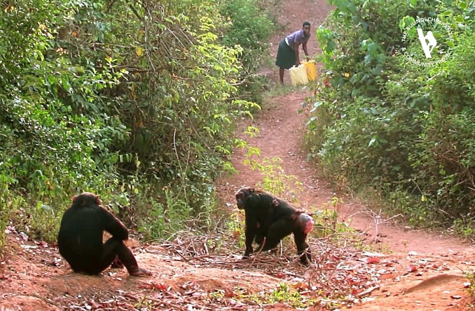 Water Well To Resolve Human-Chimpanzee Conflict