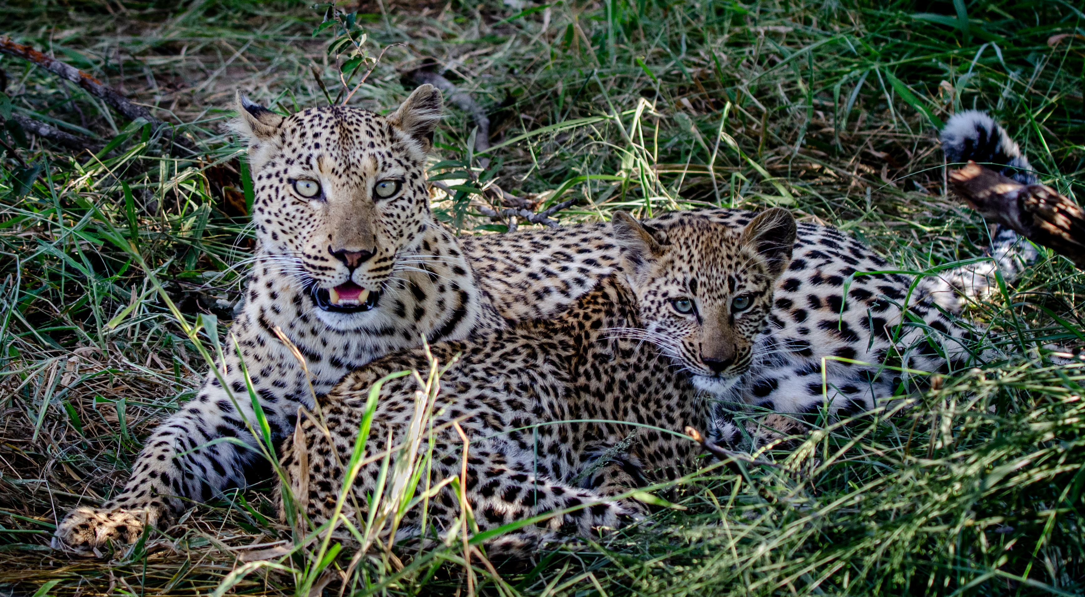 The Long Way Up - Nici's hike for Conservation