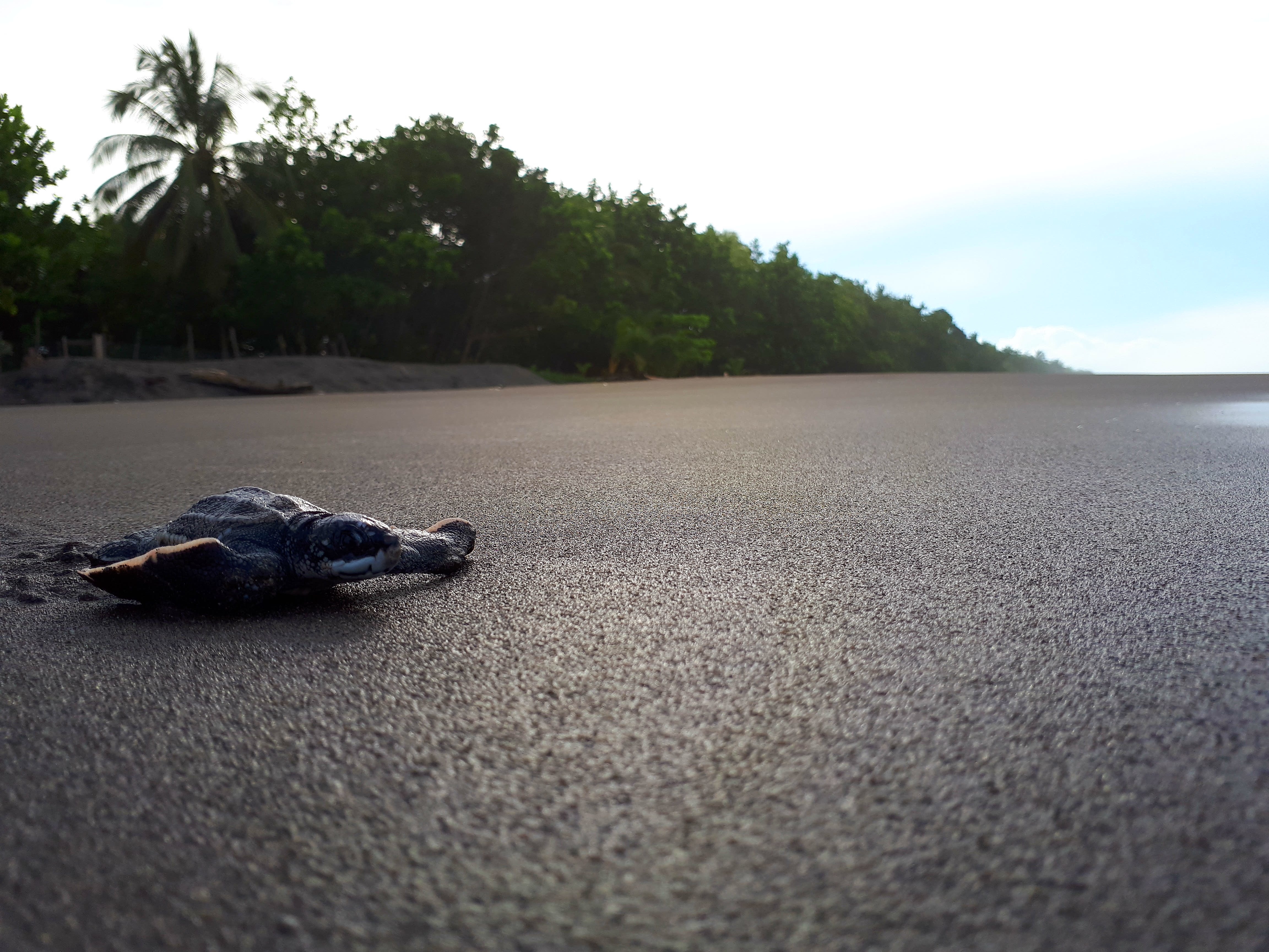 Improve conditions for our sea turtle heroes