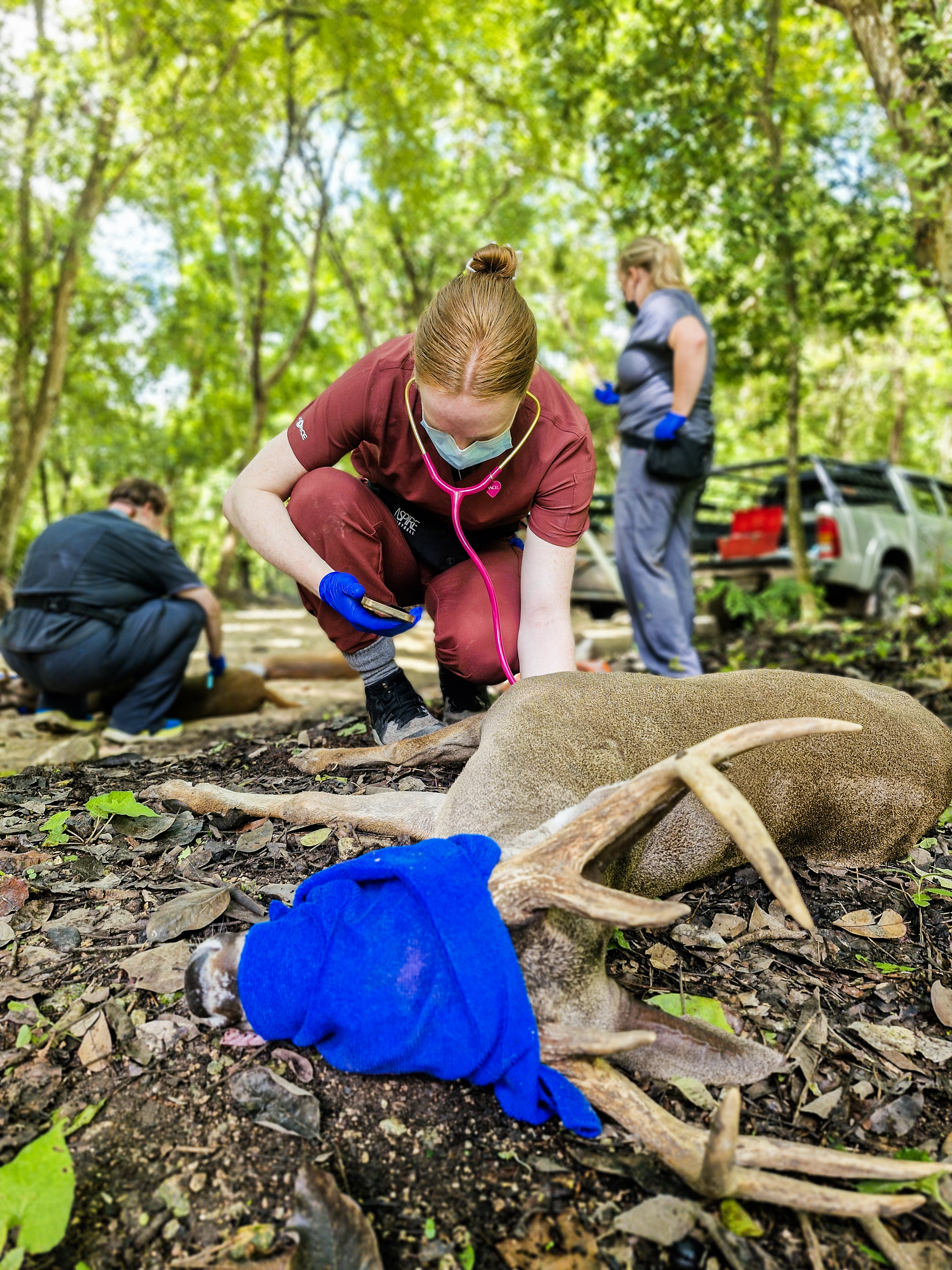 Rescue Endangered Wildlife in Guatemala
