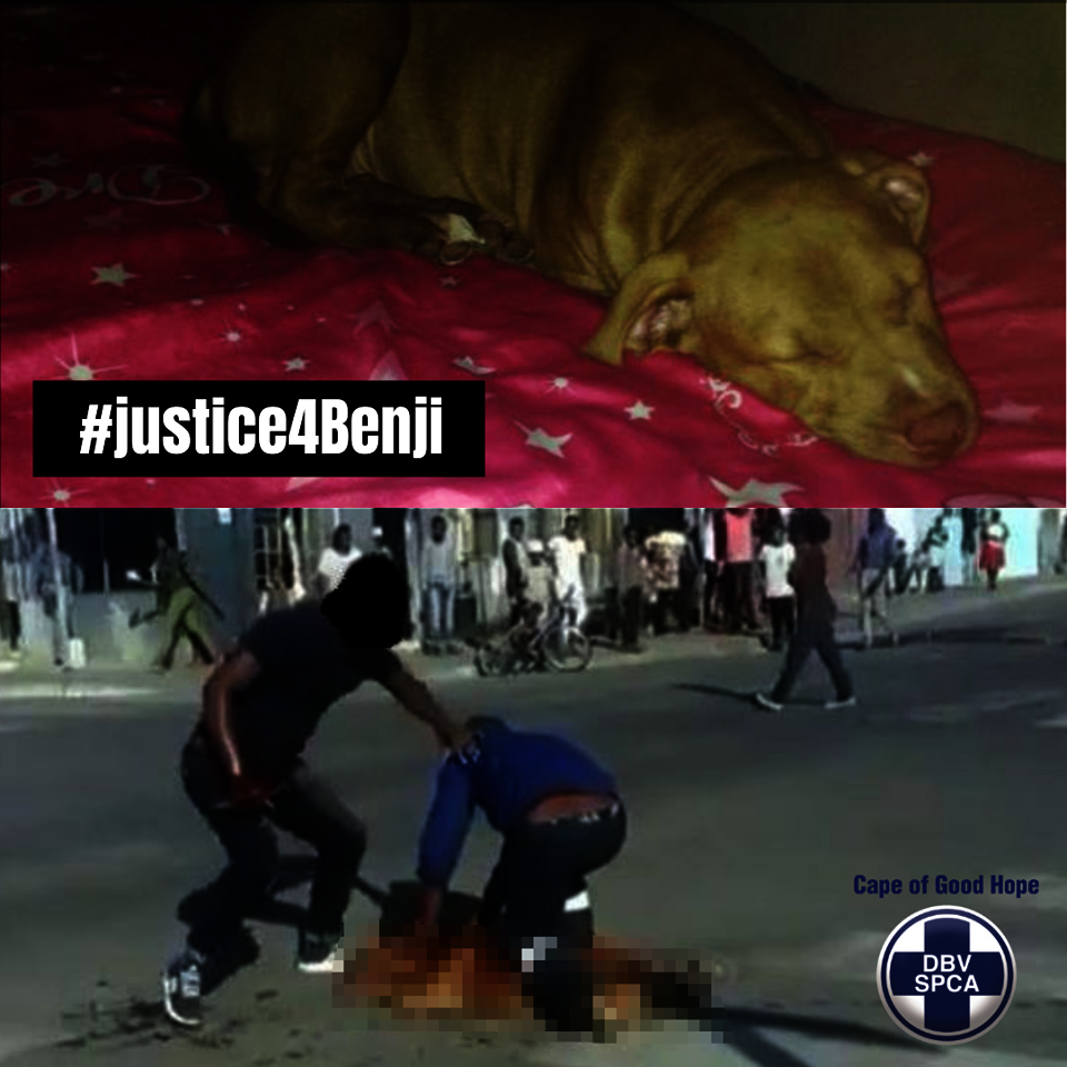 Help SPCA get justice in court for murdered Benji