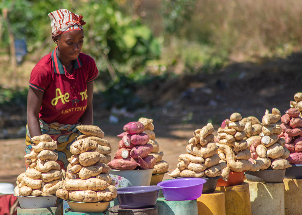 The Miombo Belt Regeneration Program