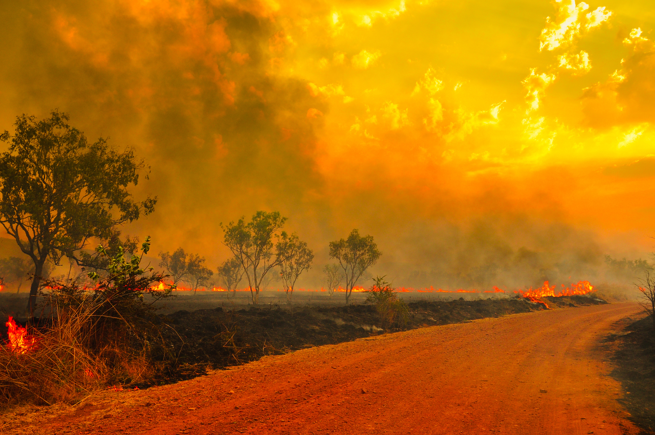 Australia Wildfires Relief Fund