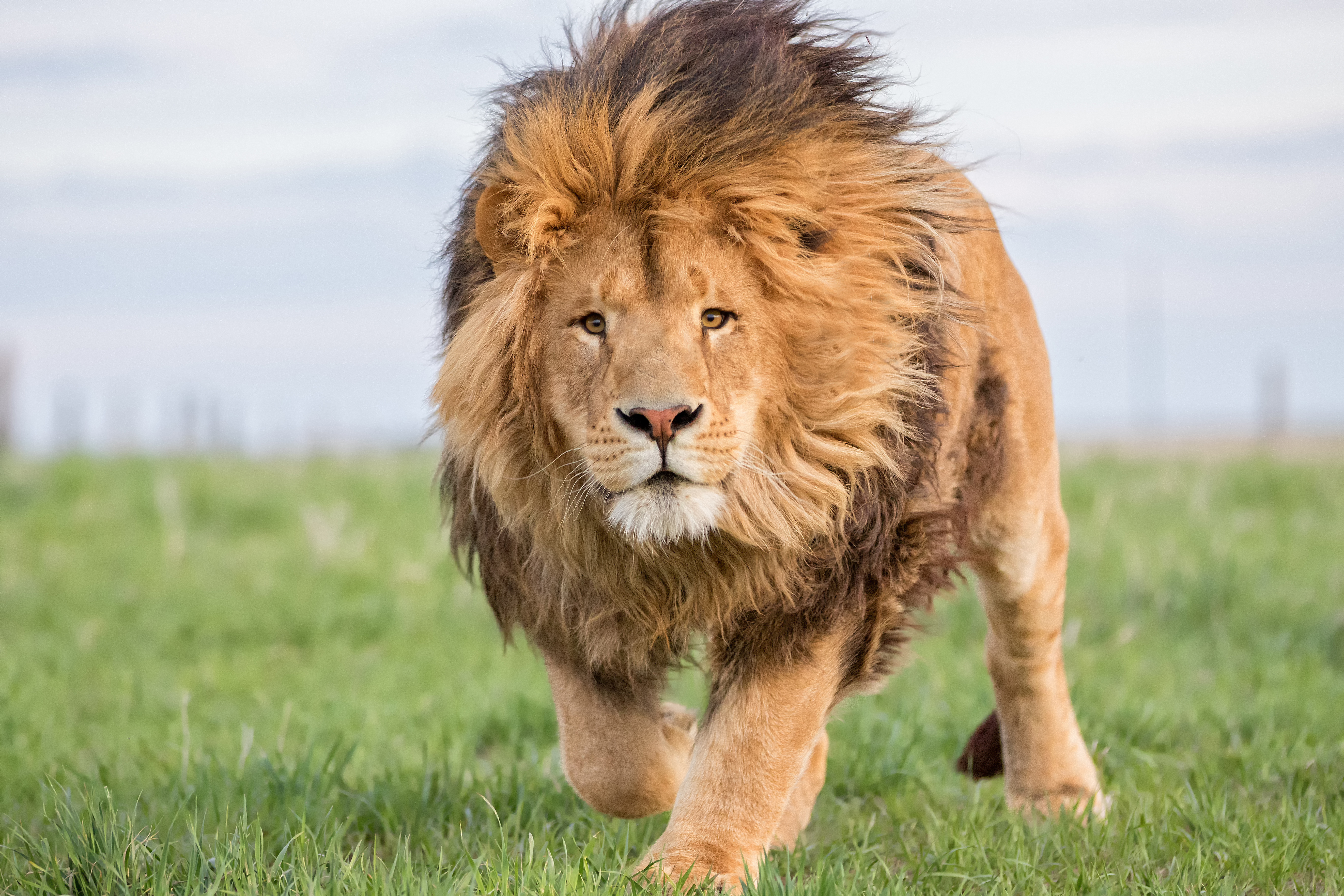 Help 750+ Rescued Lions, Tigers, Bears & Horses