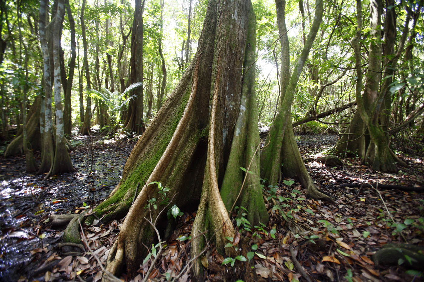 Help us help Nature restore the Pterocarpus Forest