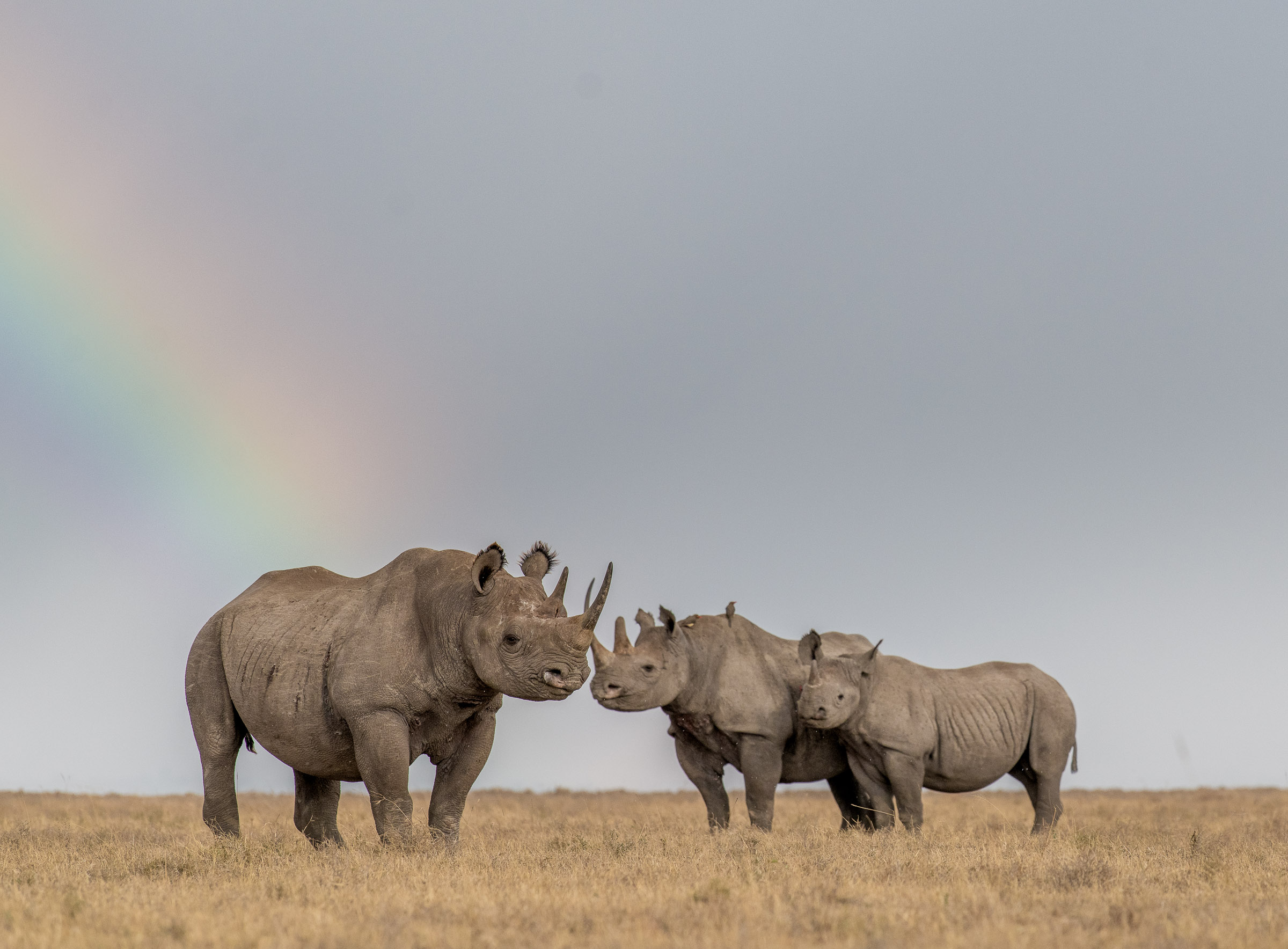 Safeguarding Ol Pejeta's Rhino Populations
