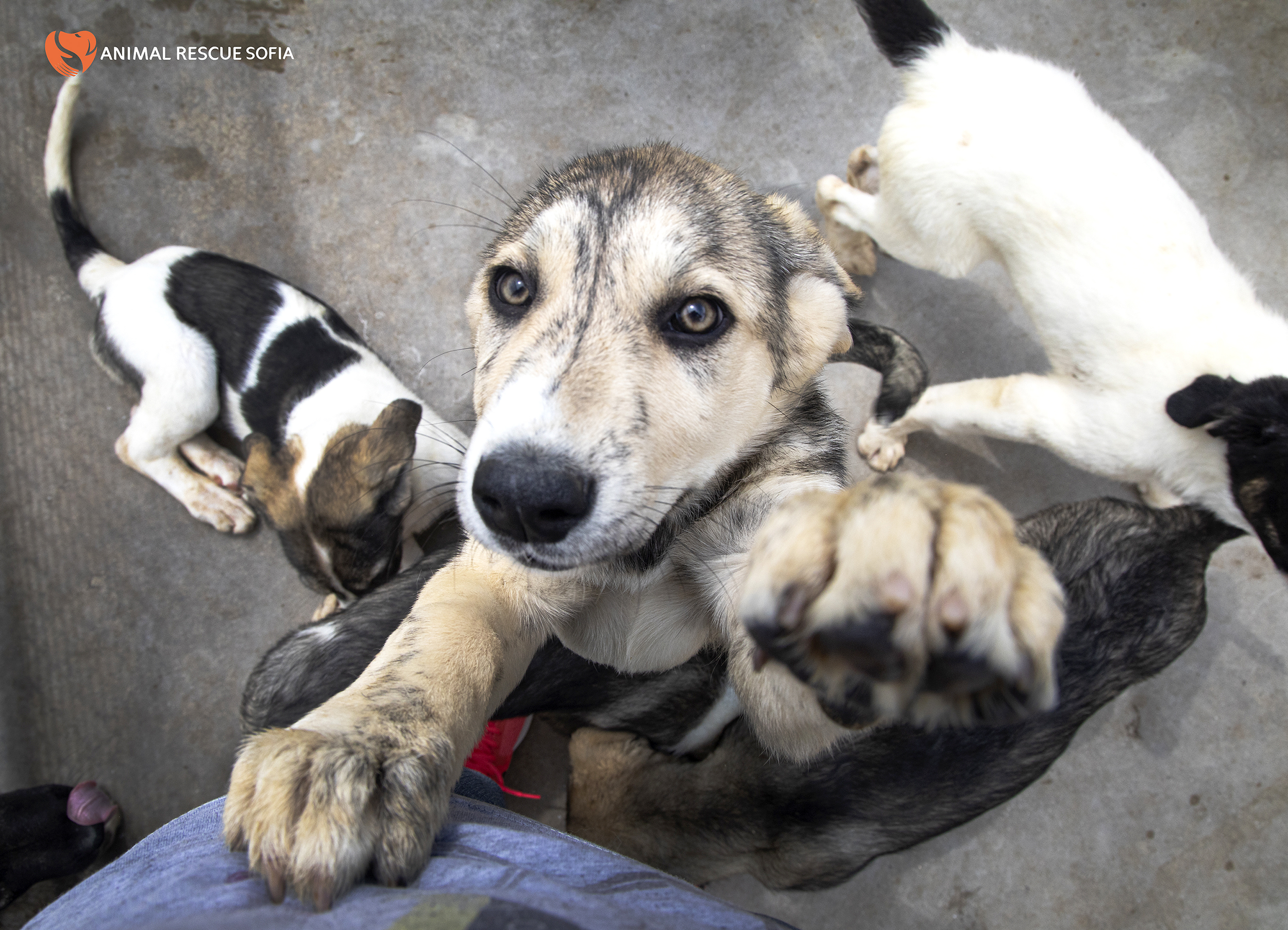 Franzisca Vet Clinic - Help us Help Them