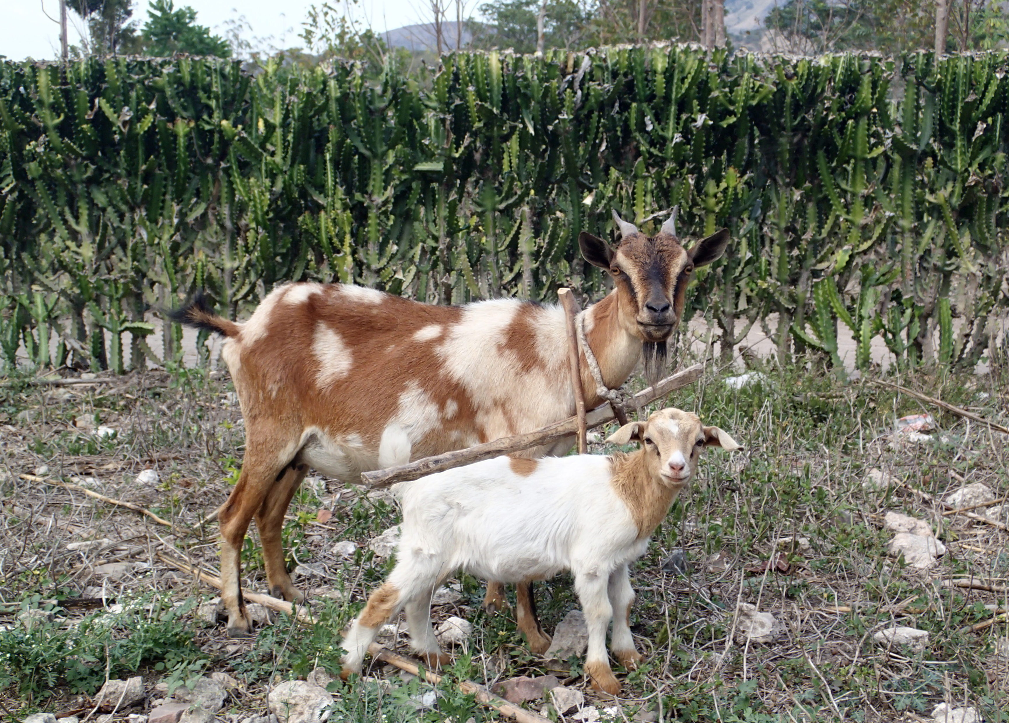 Build Community-Run Enterprises in Rural Haiti