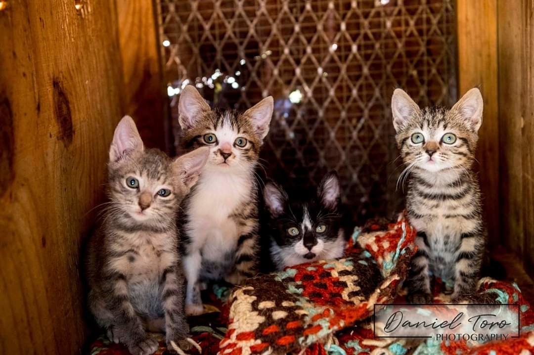 Rescue Companion Animals in Eswatini