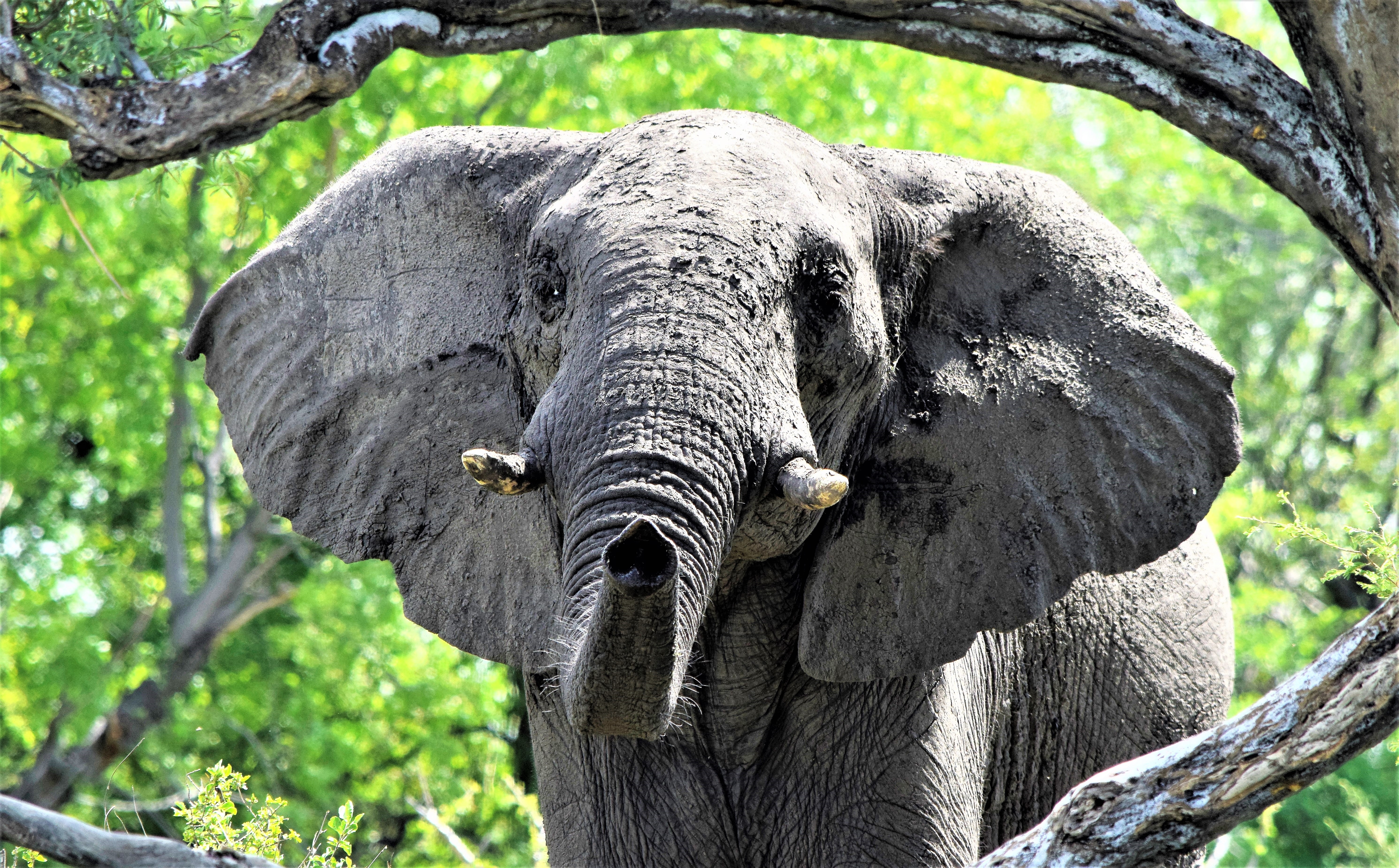 The male elephants of the Makgadikgadi