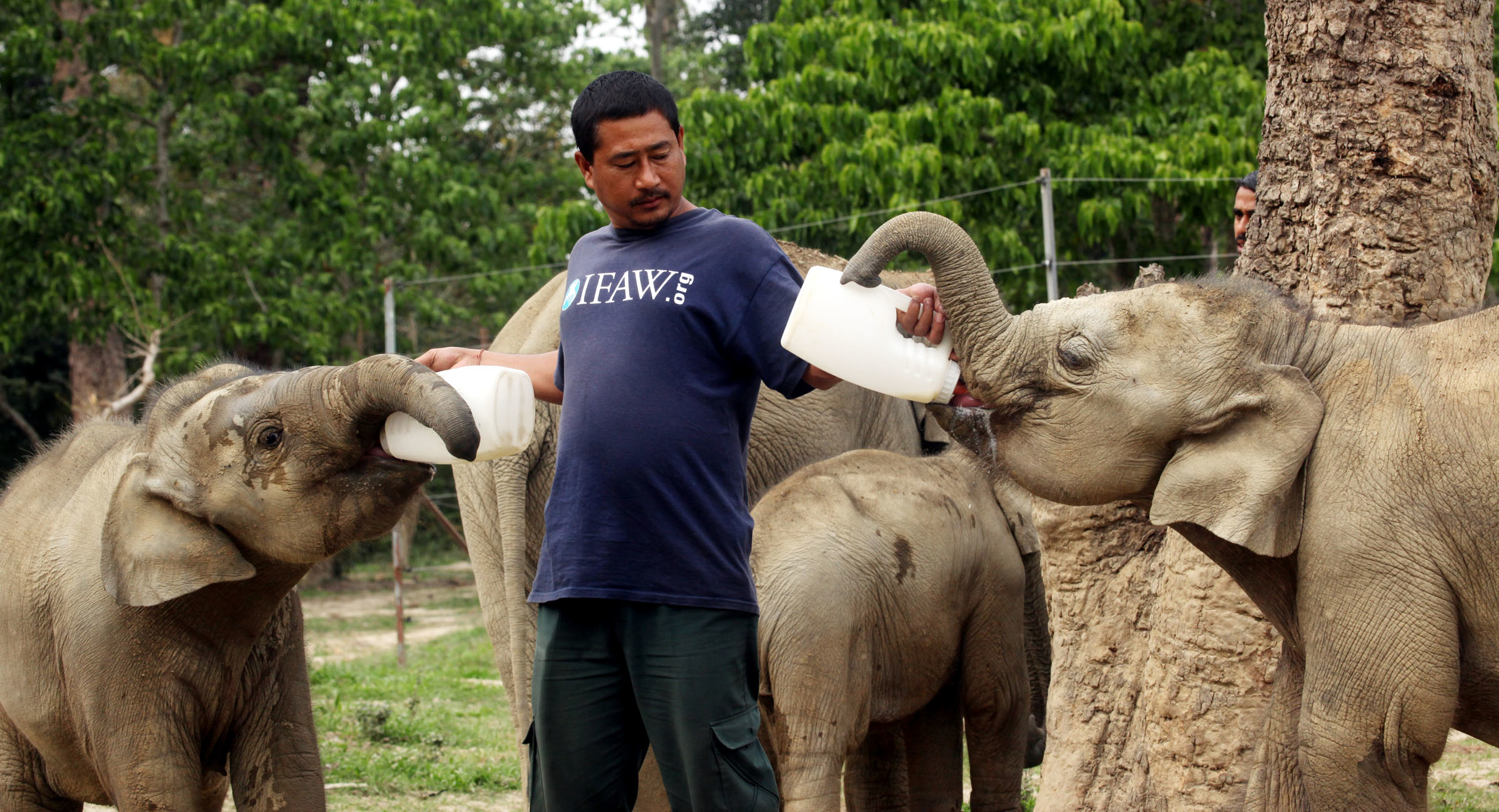 Support Kaziranga's Flood-Hit Wildlife in India
