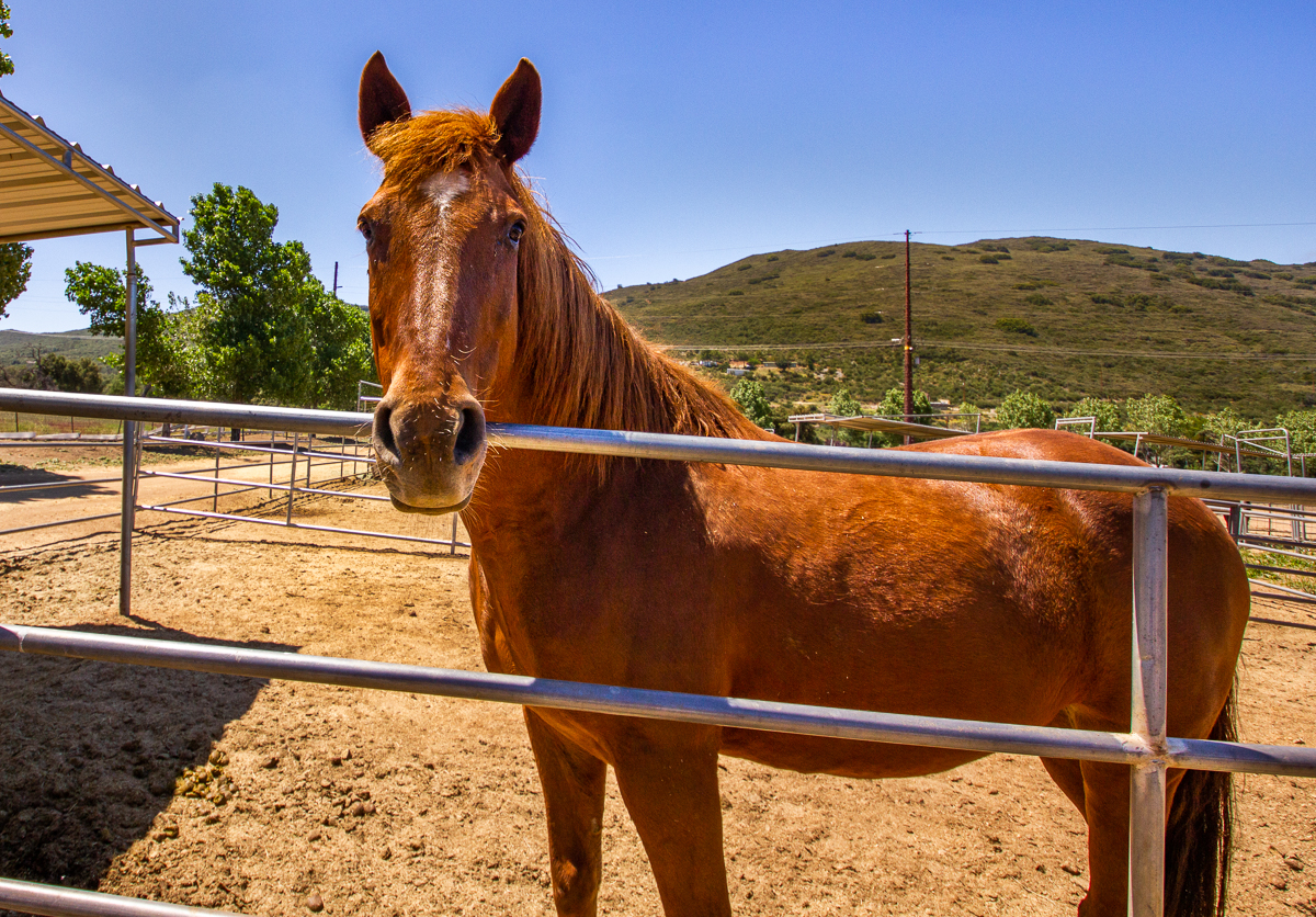 Feed our over 100 horses
