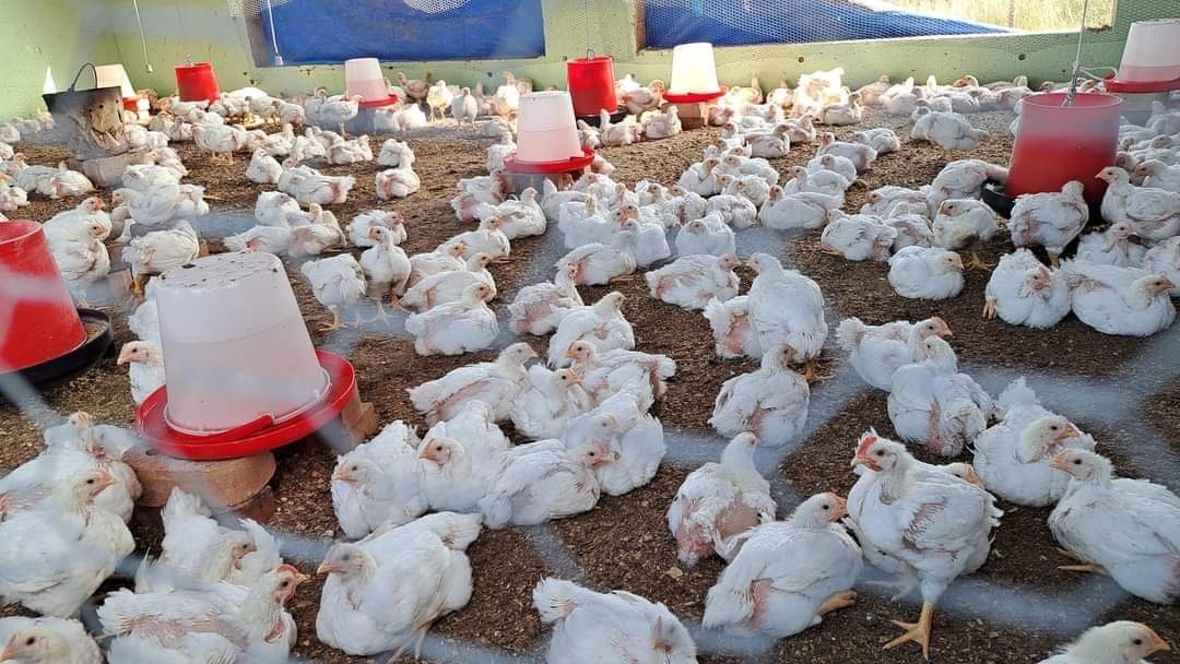 Business Boost Grants to Families in Rural Uganda